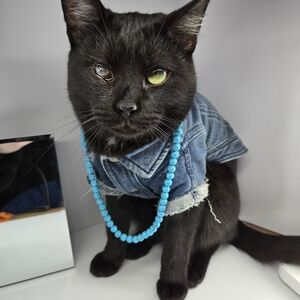 Elegant Blue Beaded Necklace